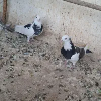 کبوتر دوازده جفت سرور و زرد کالکی و کاکل پاپر|پرنده|باقرشهر, |دیوار