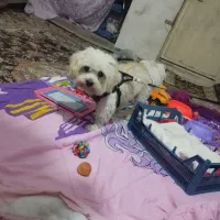 سگ پشمالو تریرشیتزو