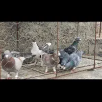 حیوون دورگ پرشی