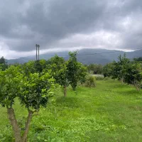 3700-متر-باغ-پرتقال-سند-تک-برگ