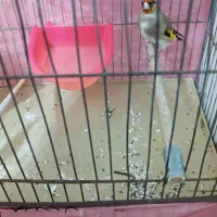 سهره کرمانی نر|پرنده|اقبالیه, |دیوار