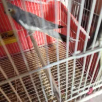 طوطی عروس ۱ساله|پرنده|ساری, |دیوار