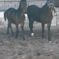 مادیون و کره