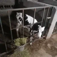 گوساله ماده