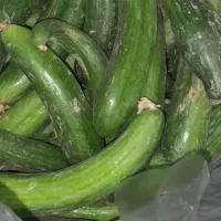 خیار محلی باغی