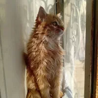 جفت گیری گربه نر|گربه|تربت‌حیدریه, کلاته توکلی|دیوار