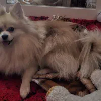 سگ پامرین،نر،اپارتمانی