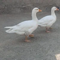 یه جفت غاز سفید محلی