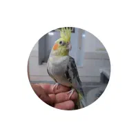 عروس هلندی