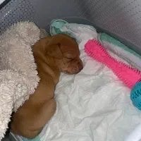 واگذاری توله پیتبول اورجینال