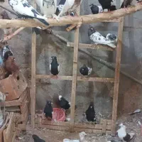 کبوتر رنگی|پرنده|شیراز, نصر|دیوار