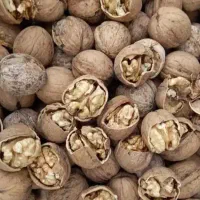 گردو پوست کاغذی و سفید (گزندر تویسرکان)