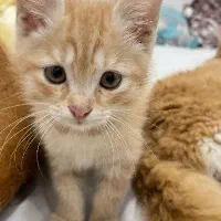 فروش گربه|گربه|مینودشت, |دیوار