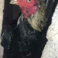 تخم لاری|حیوانات مزرعه|لاهیجان, خالو باغ|دیوار