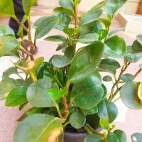 گلدان گل طبیعی سر سبزو شاداب.|گل و گیاه طبیعی|شیراز, رکنآباد|دیوار