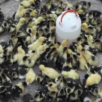 تخم اردک محلی وپکنی|حیوانات مزرعه|سنگر, |دیوار