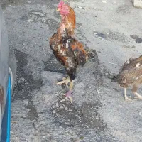 خروس لاری