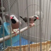 فنچ کرواتی مولد