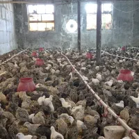 بلدرچین ماده تخم گذار- گوشت -تخم-جوجه|حیوانات مزرعه|قرچک, پویینک|دیوار
