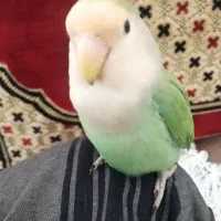 طوطی برزیلی دستی