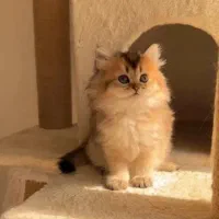 بچه گربه های اصیل در خوزستان|گربه|دزفول, |دیوار