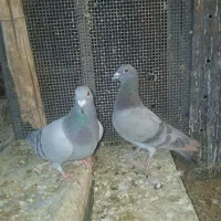 کبوتر جفتی جوان