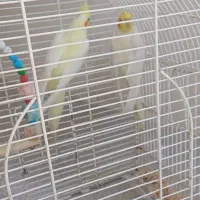 طوطی عروس ماده|پرنده|رشت, آب و برق|دیوار