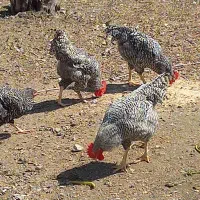 مرغ و خروس از نژاد برهما لایت و آمروکا|حیوانات مزرعه|چمستان, |دیوار