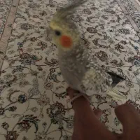 عروس هلندی گمشده