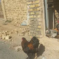تخم نطفه دار برهما