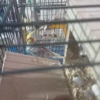 یک جفت عروس هلندی مولد ماده لوتینو نر ابلق