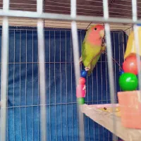 طوطی برزیلی ماده