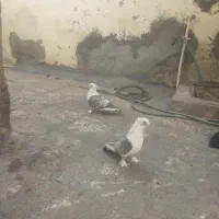 تعدادی کبوتر فروشی