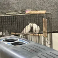 عروس هلندی البینو جفت با تخم|پرنده|نسیمشهر, |دیوار