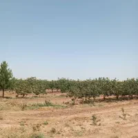 خرید و فروش زمین کشاورزی در استان قم وحومه|فروش دفتر صنعتی، کشاورزی، تجاری|قم, بکایی|دیوار