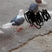 یه جفت دوکت|پرنده|دره شهر, |دیوار