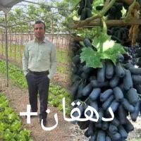 نهال انگور سوییت شاپر ( موندراپ )