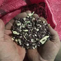 خوراک دام لوبیا
