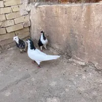 کبوتر طوقی خال چپ