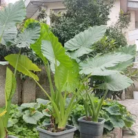 گل بابا آدم نژادحاره ای جاینت