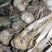 سیر