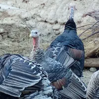 بوقلمون محلی|حیوانات مزرعه|خمک, |دیوار