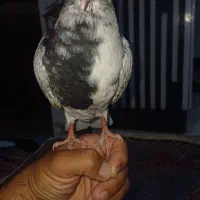 کبوتر