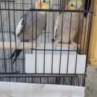 عروس هلندی با همه وسایل|پرنده|بندر گناوه, |دیوار