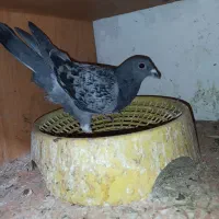 پلاکی|پرنده|بم, |دیوار