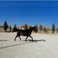 کره نریان یک ساله درهشوری به رنگ زیبای کهر|اسب و تجهیزات اسب‌سواری|شیراز, فضل‌آباد|دیوار