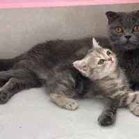 واگذاری بچه گربه اسکاتیش آنفولد (تبی گلد)|گربه|سنندج, |دیوار