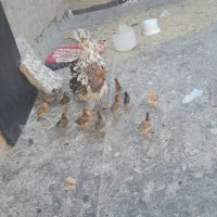 ۱۶ عدد جوجه گلین لری اصیل از مولدین داخل فیلم