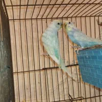 1جفت مرغ عشق