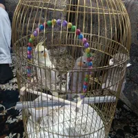 فروش فوری عروس هلندی